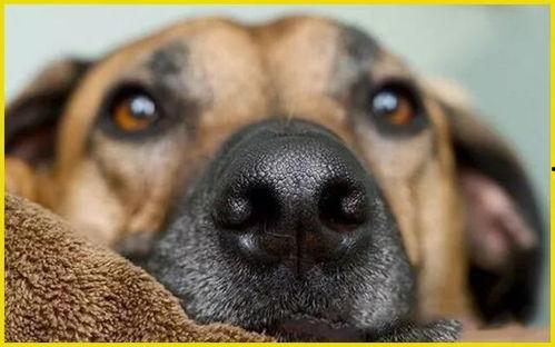 吃瓜小熊狗狗鼻子,吃瓜小熊与狗狗鼻子的趣味互动