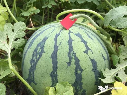 吃瓜赏花,吃瓜赏花两不误