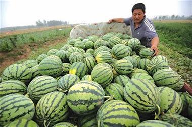 在卖瓜地方吃瓜,瓜香四溢的味蕾之旅