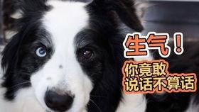 狗强行吃瓜,萌态百出引网友爆笑