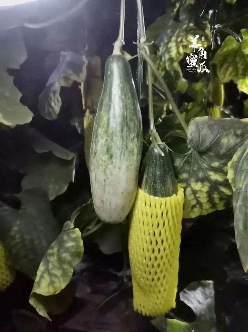 羊角吃瓜,一场奇妙的味蕾之旅