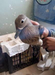 地里的瓜被鸟吃,瓜农的无奈与智慧