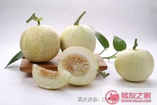 白瓜香瓜怎么吃,白瓜香瓜美味食法大集合