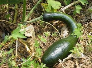 圆形方瓜怎么吃,圆形方瓜的多彩食法探索