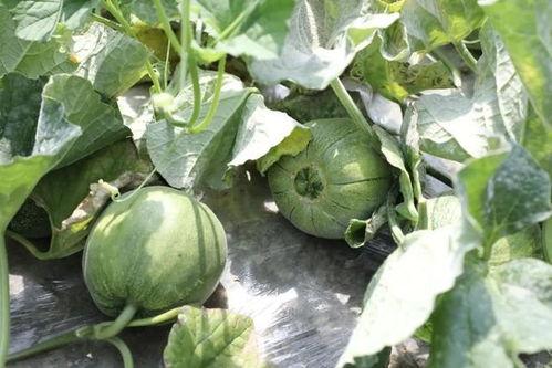 哪个季节吃瓜,尽享清凉瓜果盛宴