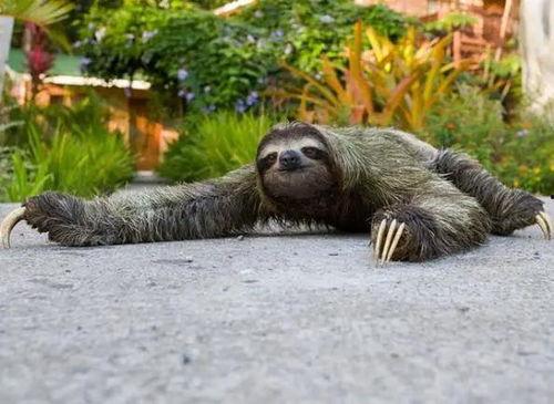 动物并排吃瓜看戏视频,动物版“吃瓜群众”上演欢乐喜剧