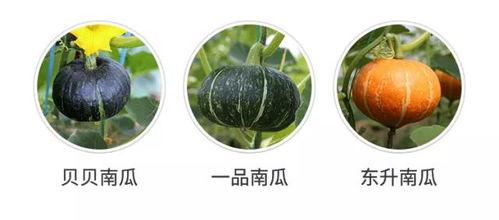 带鸡吃瓜,一场舌尖上的盛宴