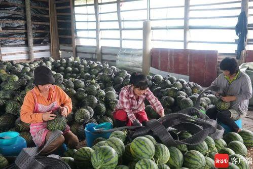 测试群众吃瓜视频,揭秘美食背后的故事