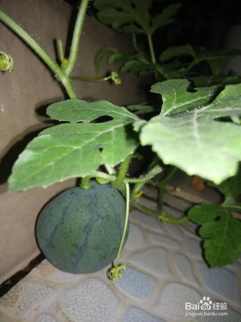 吃瓜里的籽,探寻水果籽的奇妙世界