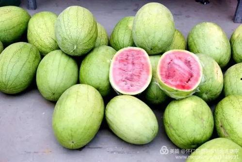 怀仁大地吃瓜,瓜果飘香，品味田园生活