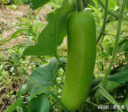 大家在哪吃的瓜,揭秘全民热议的美食瓜源地